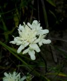 Cephalaria coriacea