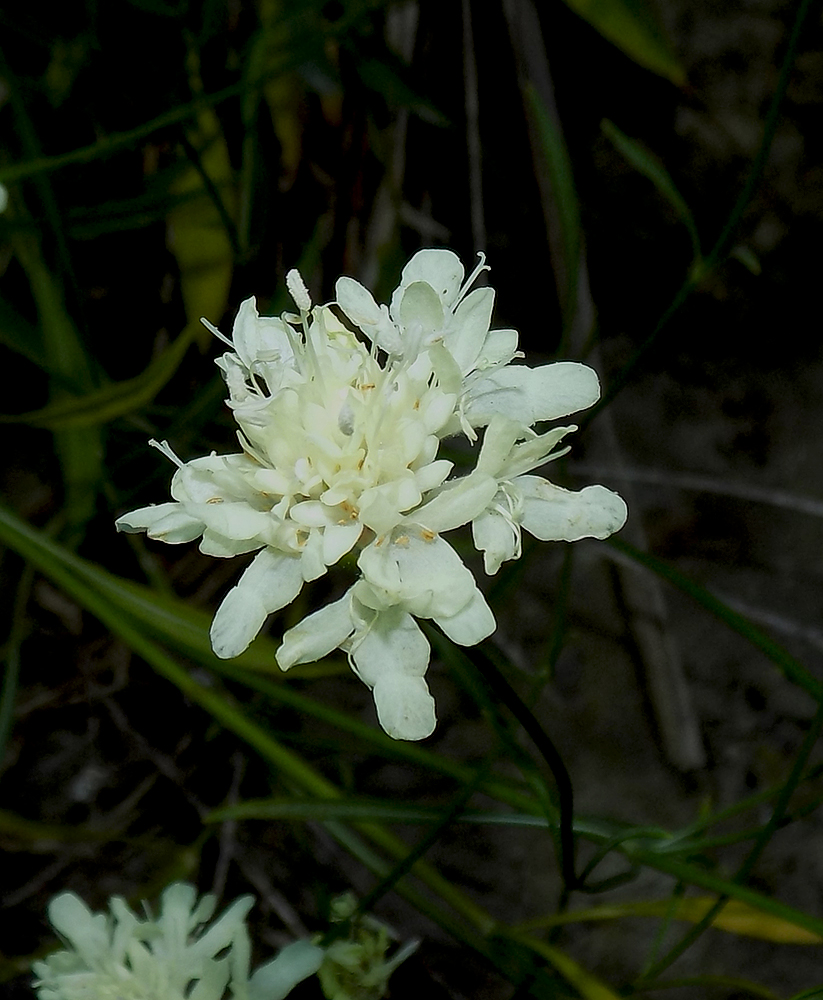 Изображение особи Cephalaria coriacea.