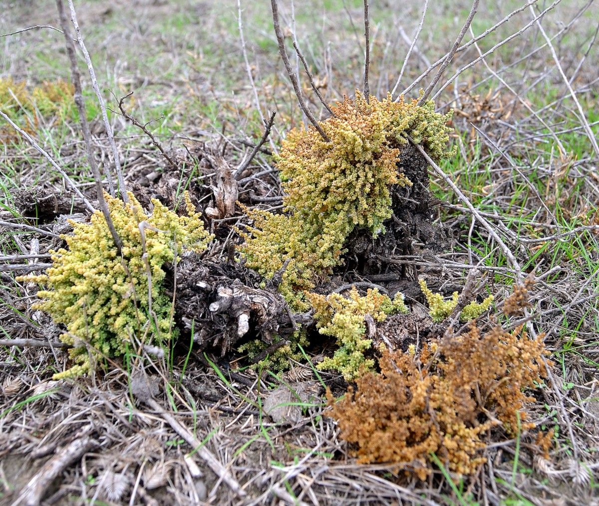 Изображение особи Salsola dendroides.