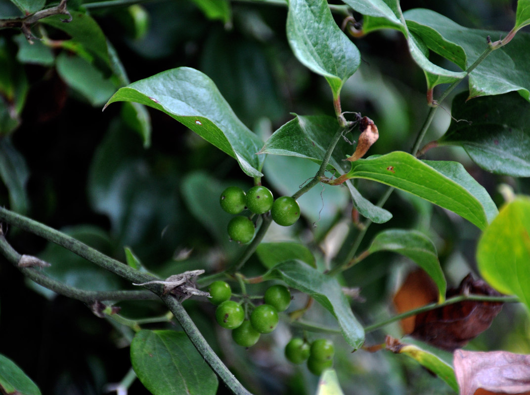 Image of Smilax excelsa specimen.