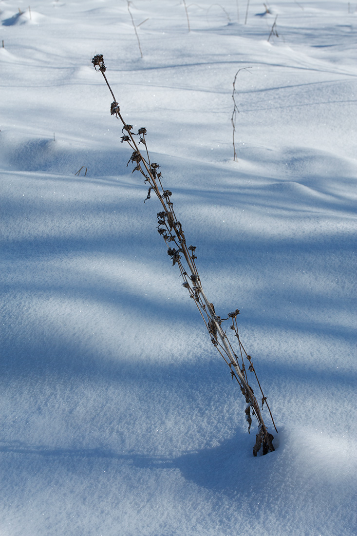 Image of Campanula glomerata specimen.