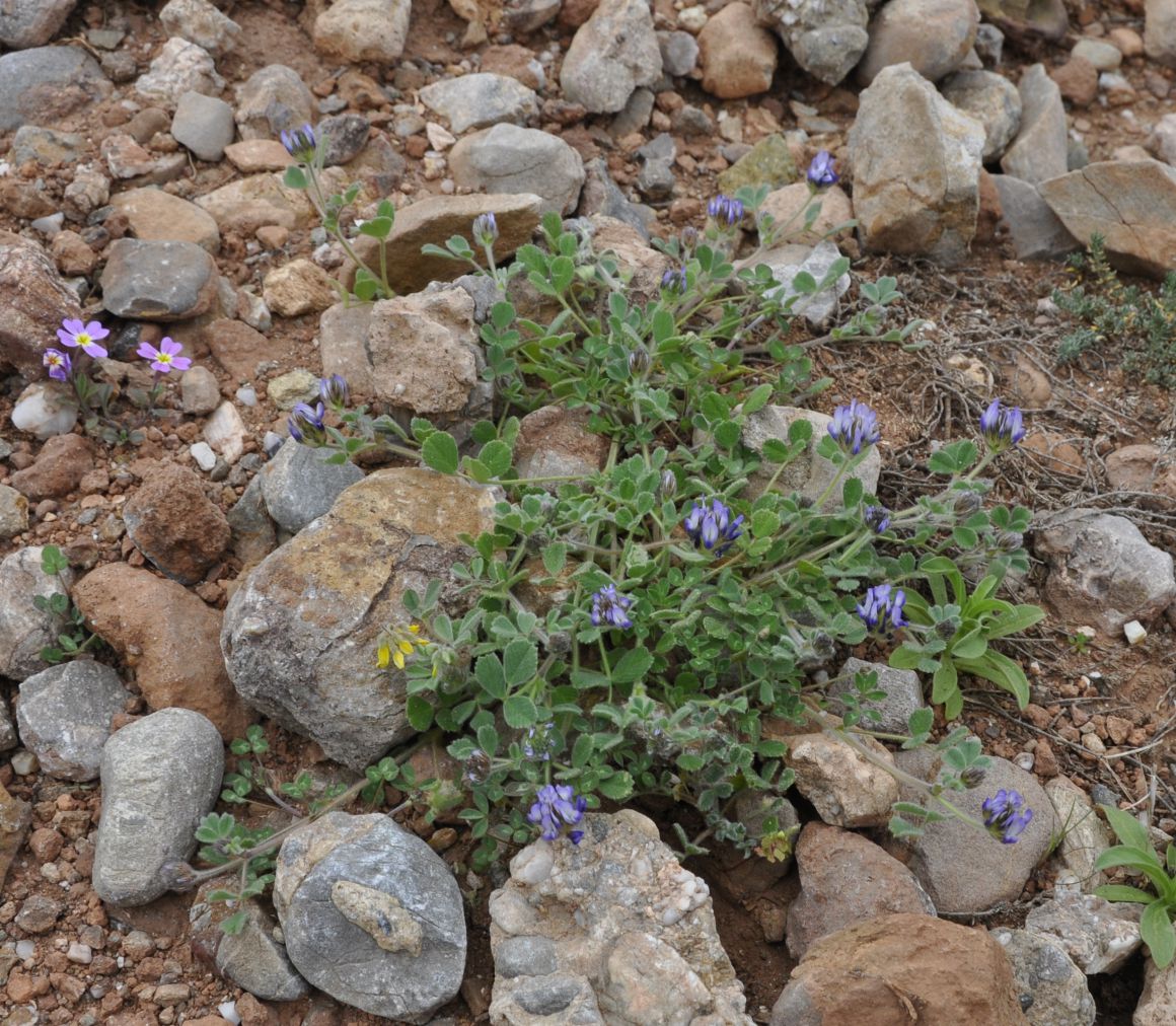 Изображение особи Trigonella rotundifolia.