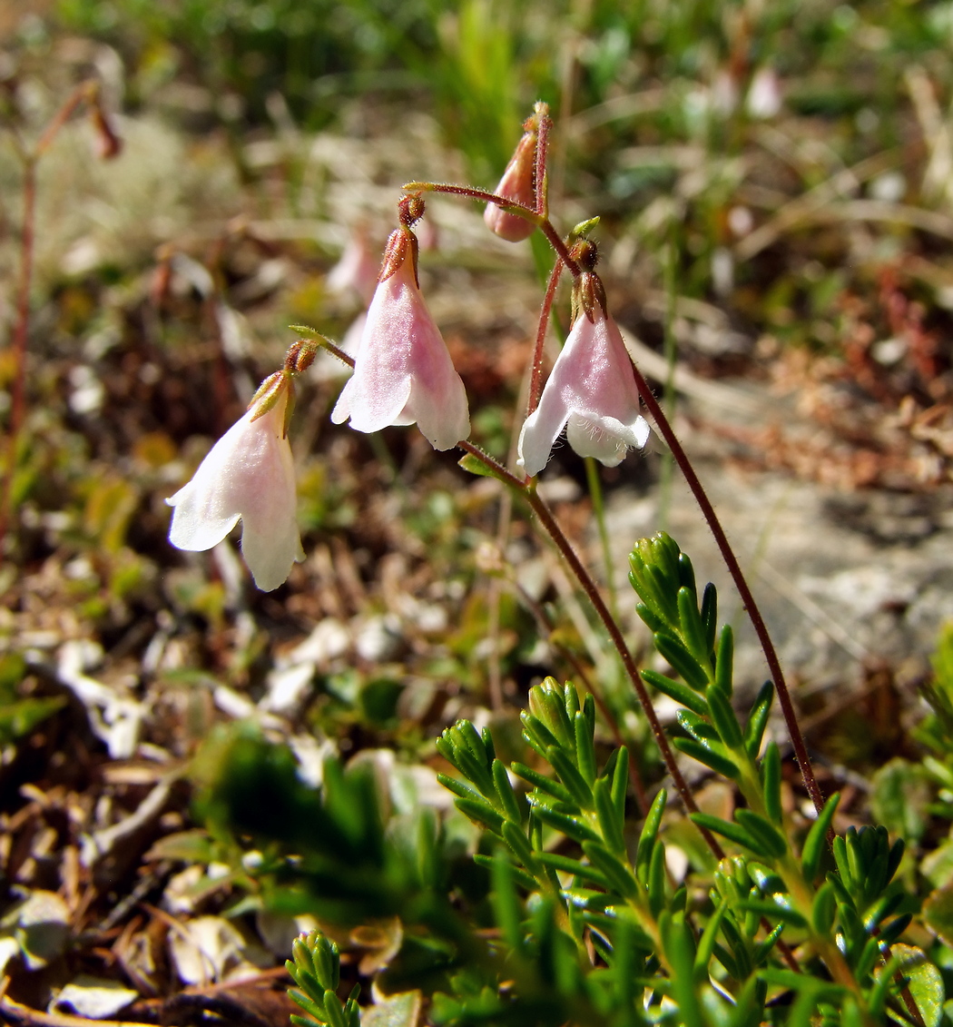 Image of Linnaea borealis specimen.