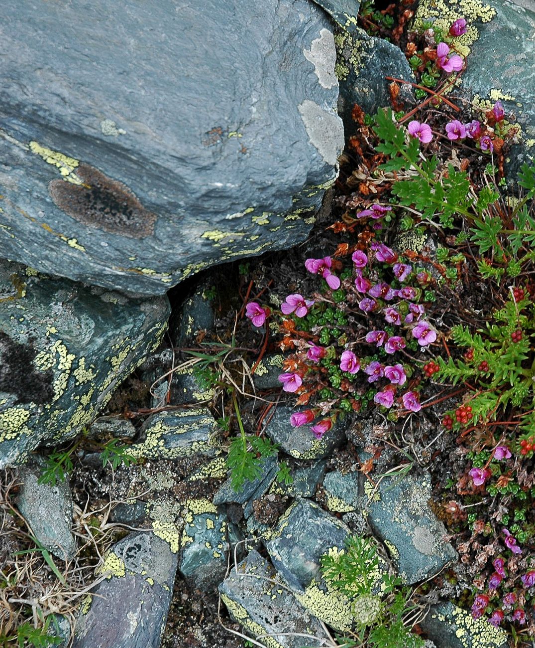 Image of Saxifraga asiatica specimen.