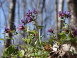 Pulmonaria obscura. Цветущие растения в широколиственном лесу. Санкт-Петербург, Дудергофские высоты. 03.05.2010.