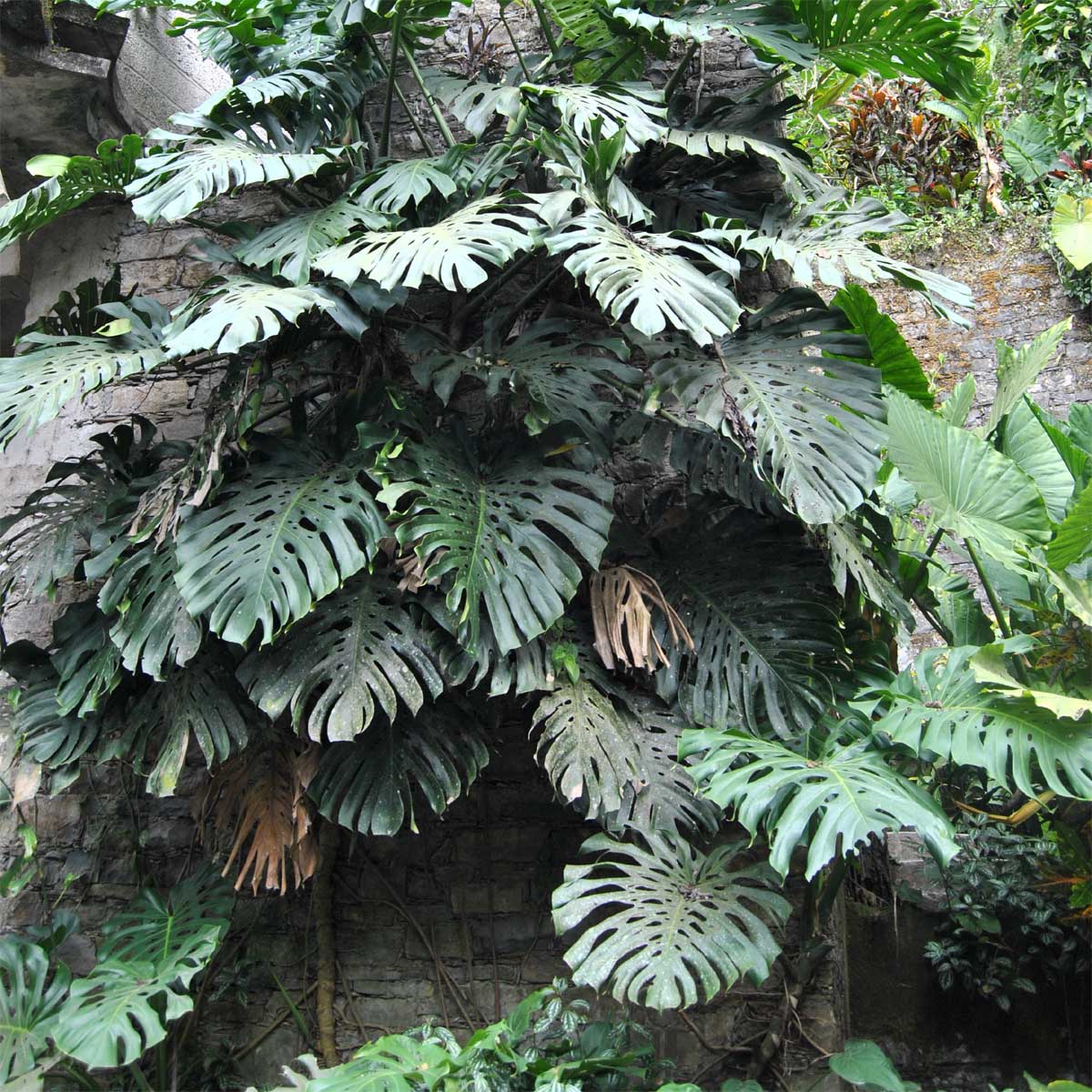 Изображение особи Monstera deliciosa.