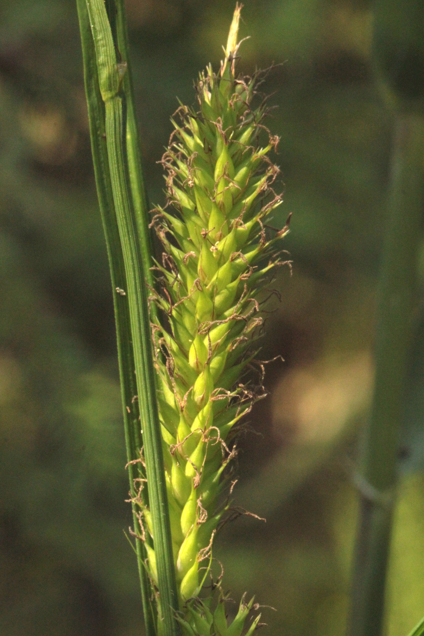 Изображение особи Carex atherodes.