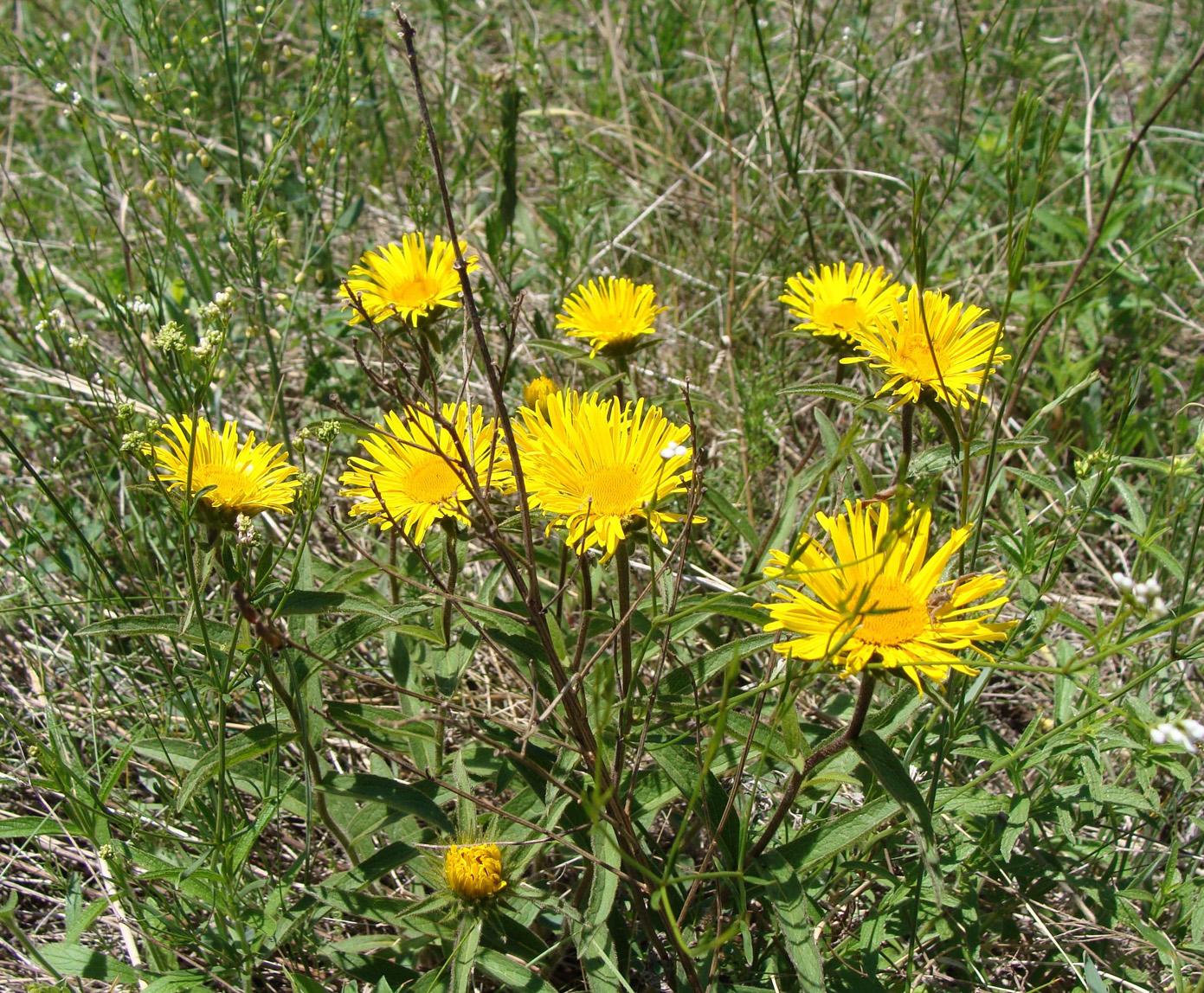 Image of Inula hirta specimen.