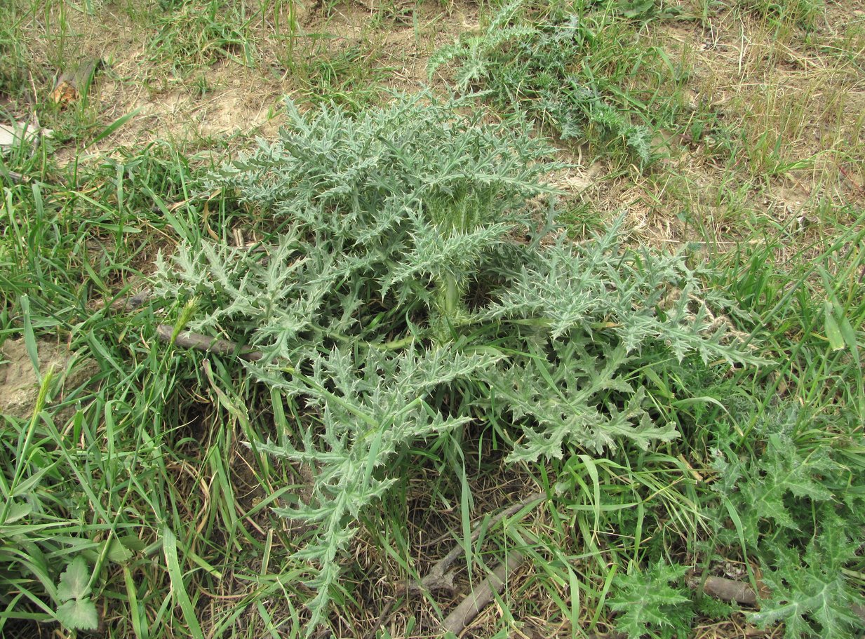 Image of familia Asteraceae specimen.