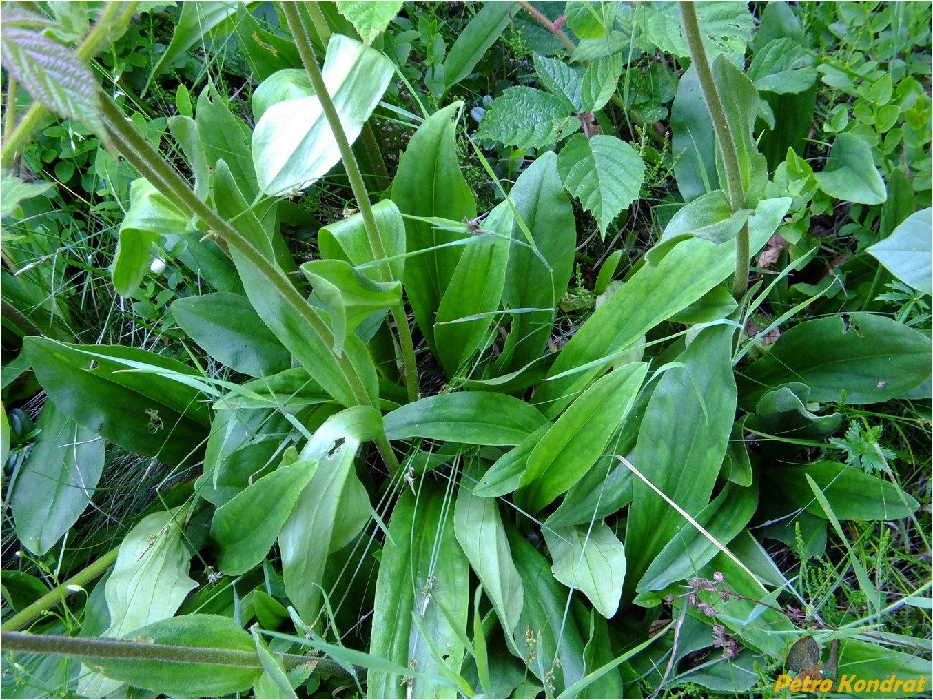 Image of Arnica montana specimen.