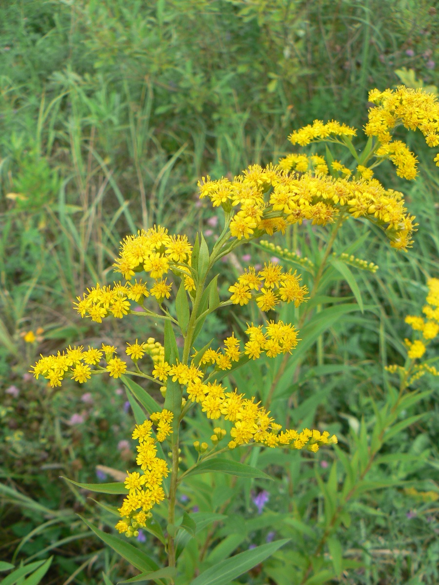 Image of Solidago gigantea specimen.