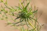 Artemisia tschernieviana. Верхушка веточки с галлом. Ростовская обл., Верхнедонской р-н, окр. хут. Морозовский, ур. Большие Буруны. 01.07.2018.