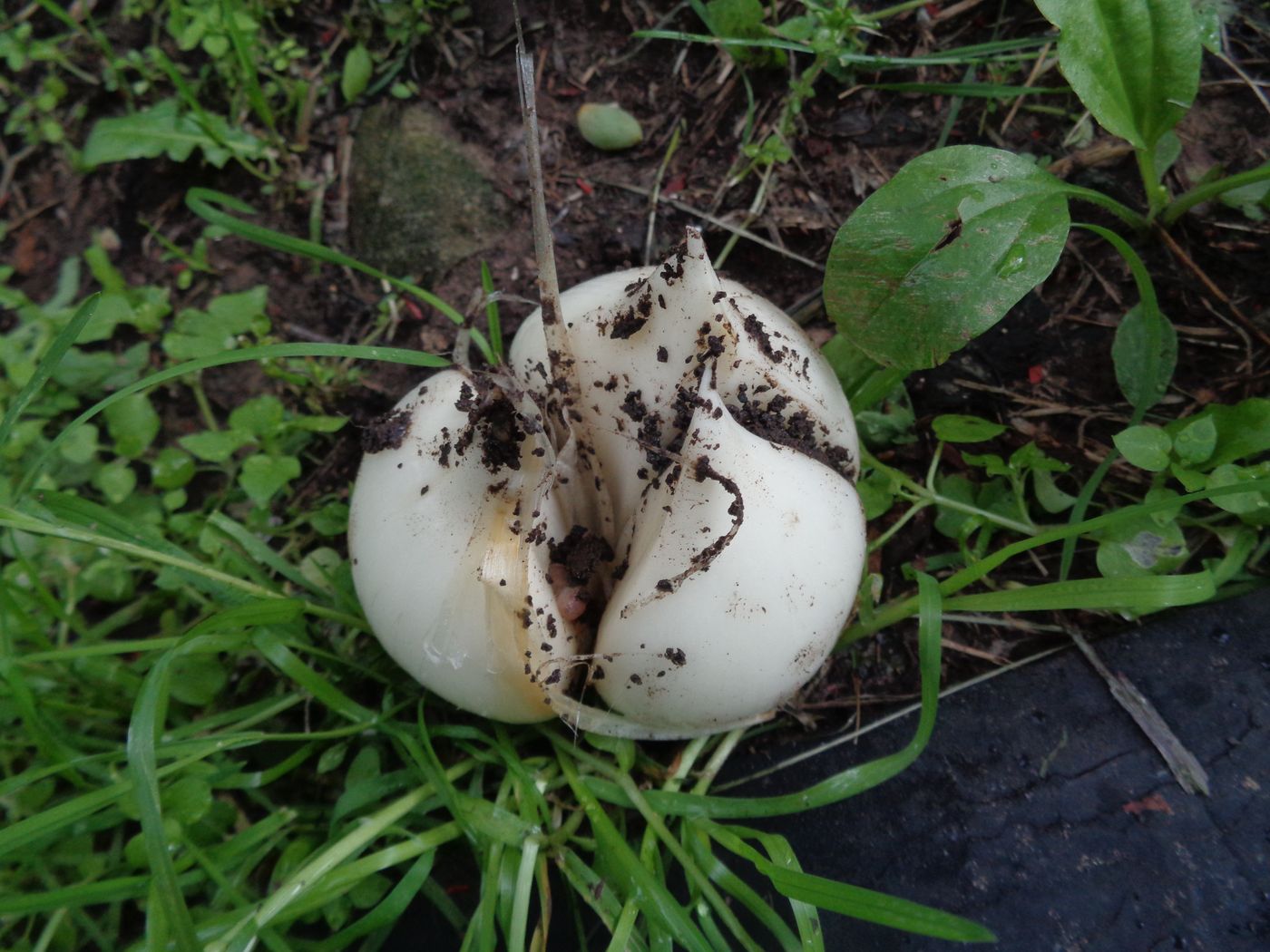 Image of Allium aflatunense specimen.