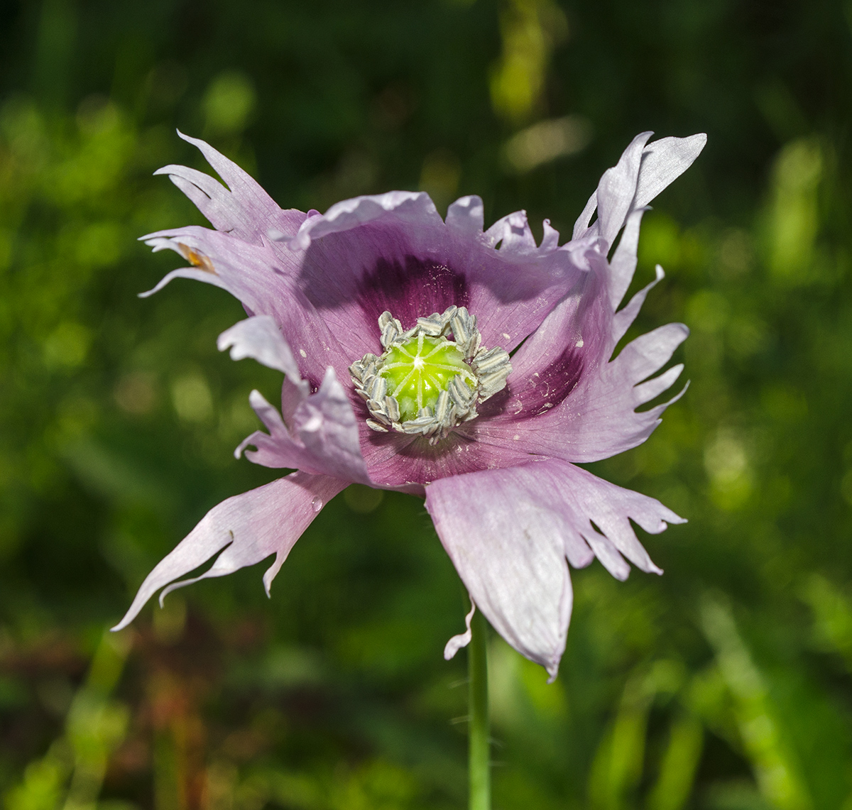 Image of Papaver somniferum specimen.