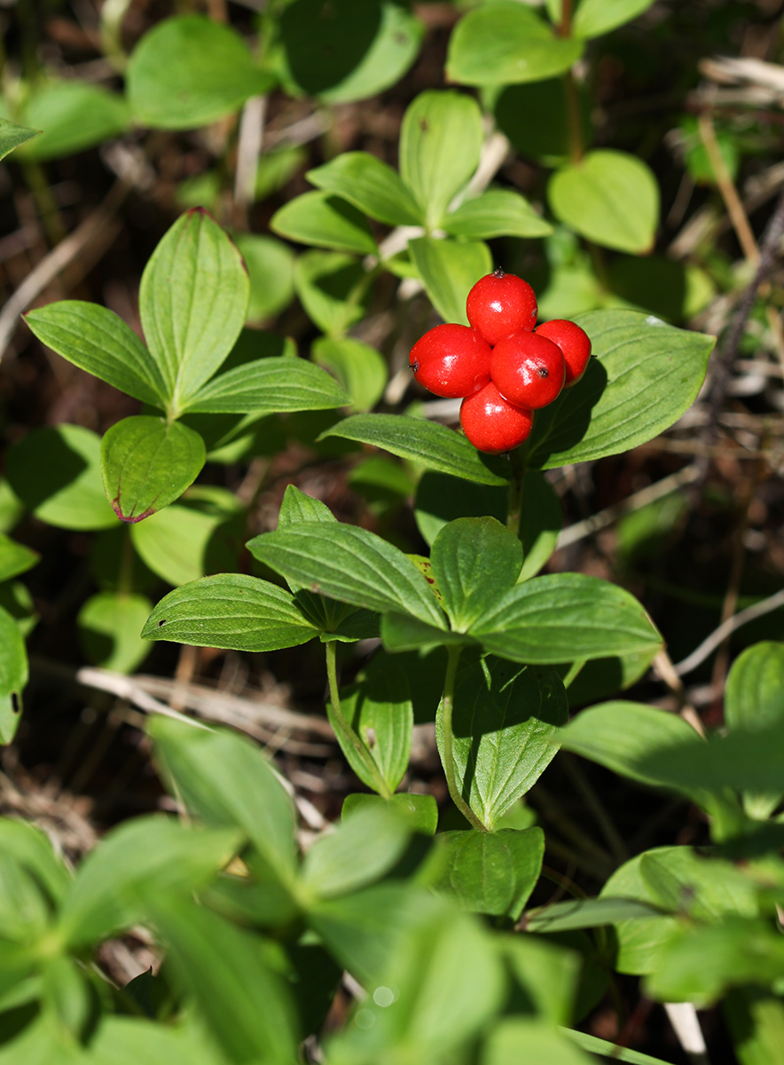 Изображение особи Chamaepericlymenum suecicum.