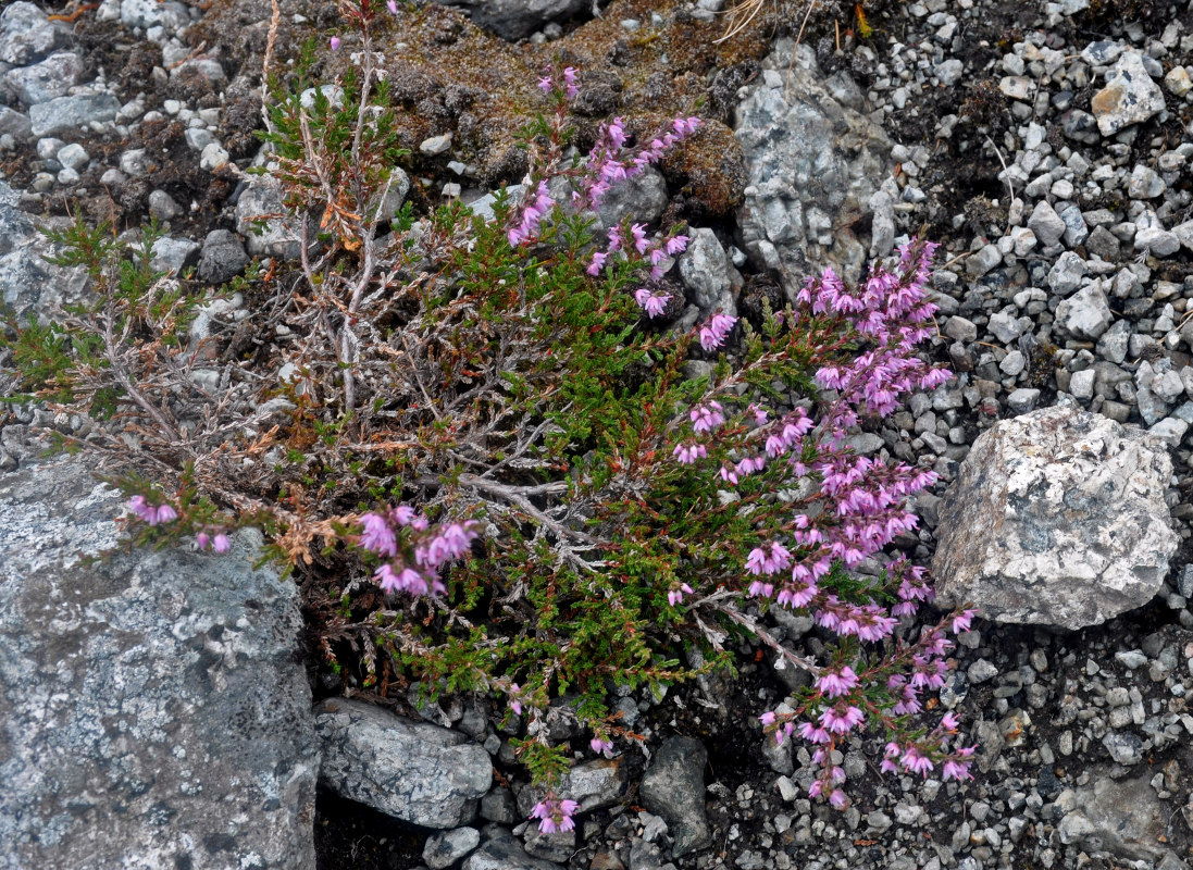 Image of Calluna vulgaris specimen.