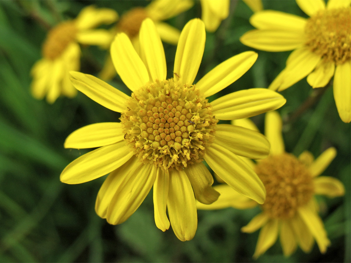 Изображение особи Senecio aquaticus.