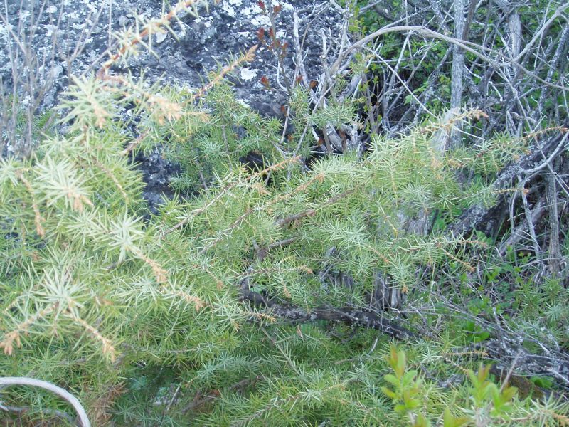 Изображение особи Juniperus deltoides.