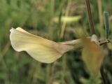 Vicia grandiflora. Цветок (вид сбоку). Украина, Закарпатская обл., Виноградовский р-н, окр. с. Веряца, залежь. 21 июня 2010 г.