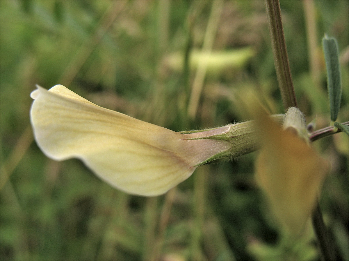 Изображение особи Vicia grandiflora.