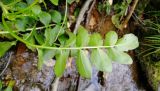 Cardamine yezoensis