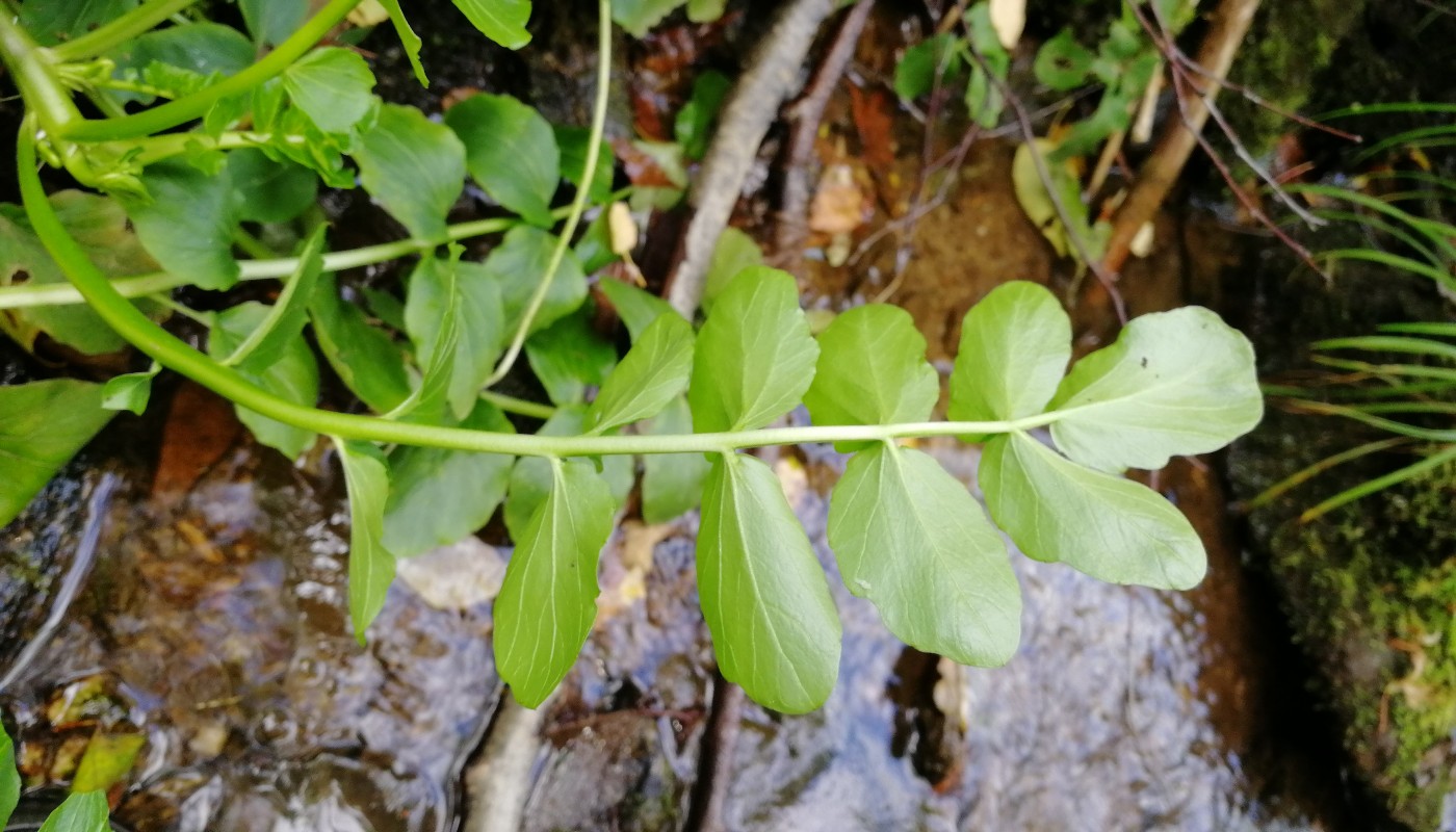 Image of Cardamine yezoensis specimen.