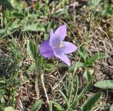 род Campanula. Верхушка цветущего растения. Грузия, Казбегский муниципалитет, окр. с. Джута, долина руч. Чаухицхали, ≈ 2300 м н.у.м, луг. 31.07.2018.