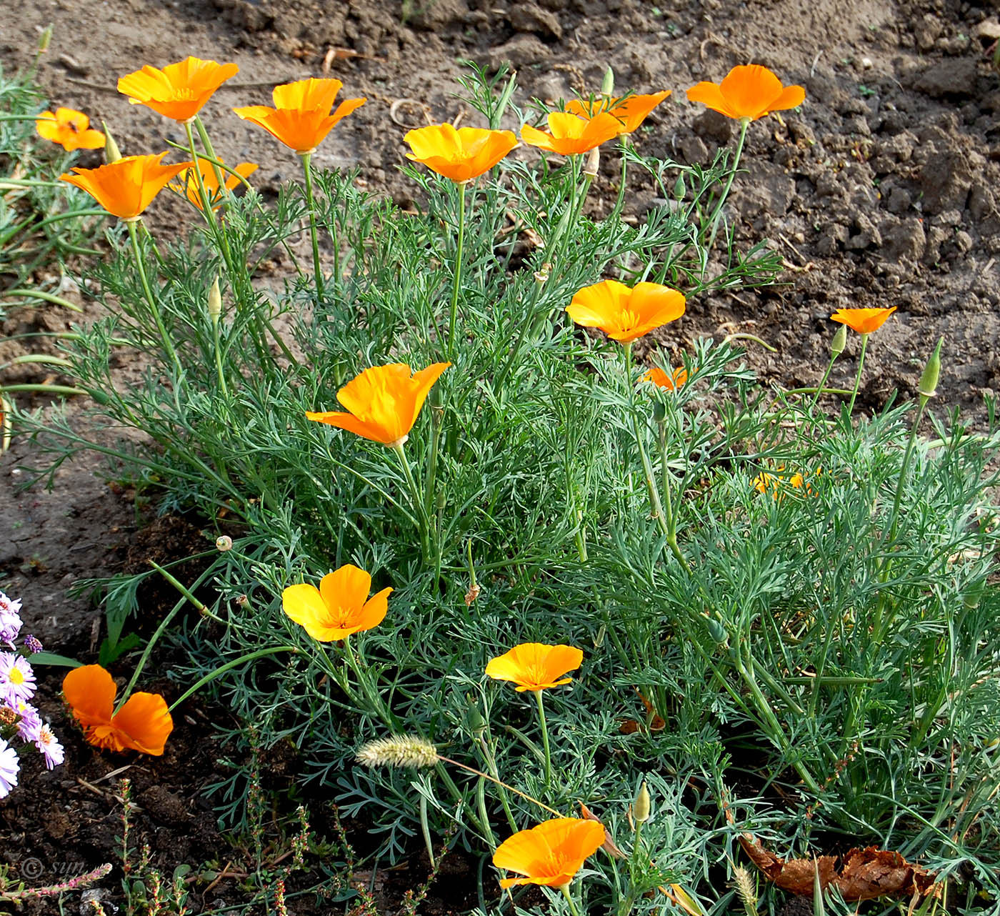 Изображение особи Eschscholzia californica.