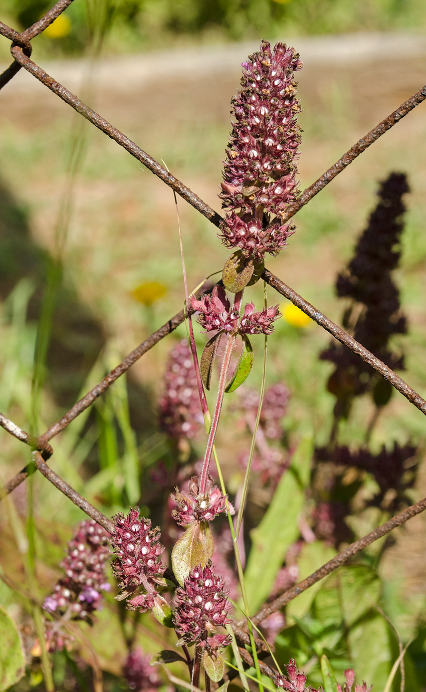 Изображение особи род Thymus.