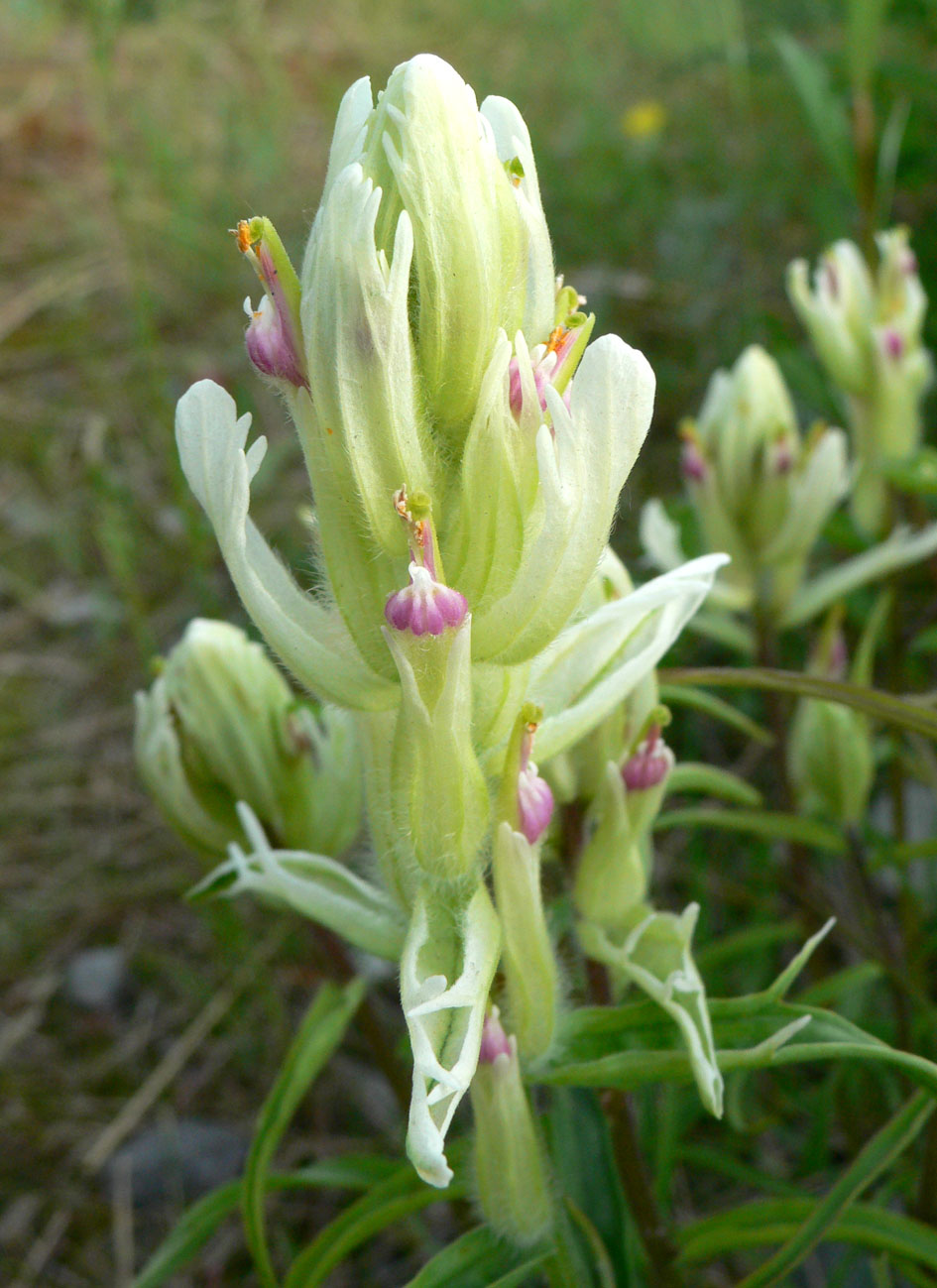 Image of Castilleja pavlovii specimen.