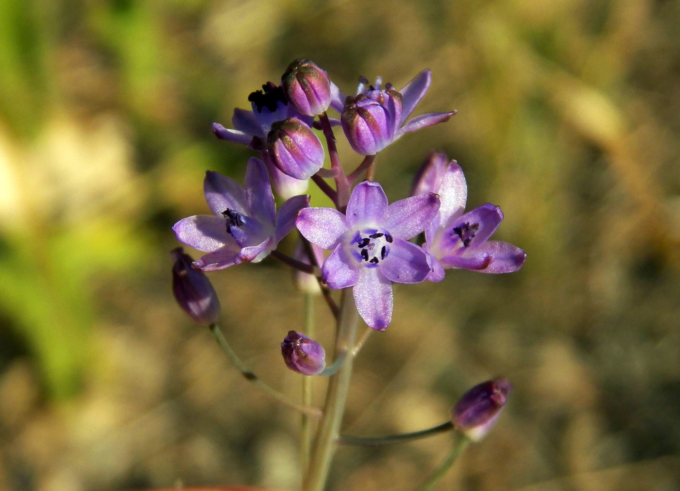 Image of Prospero autumnale specimen.