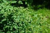 Clematis lathyrifolia