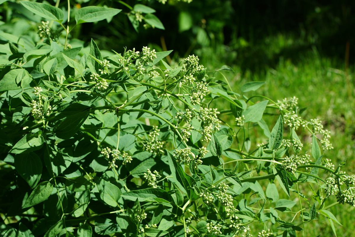 Изображение особи Clematis lathyrifolia.