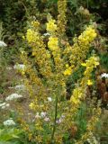 Verbascum oreophilum