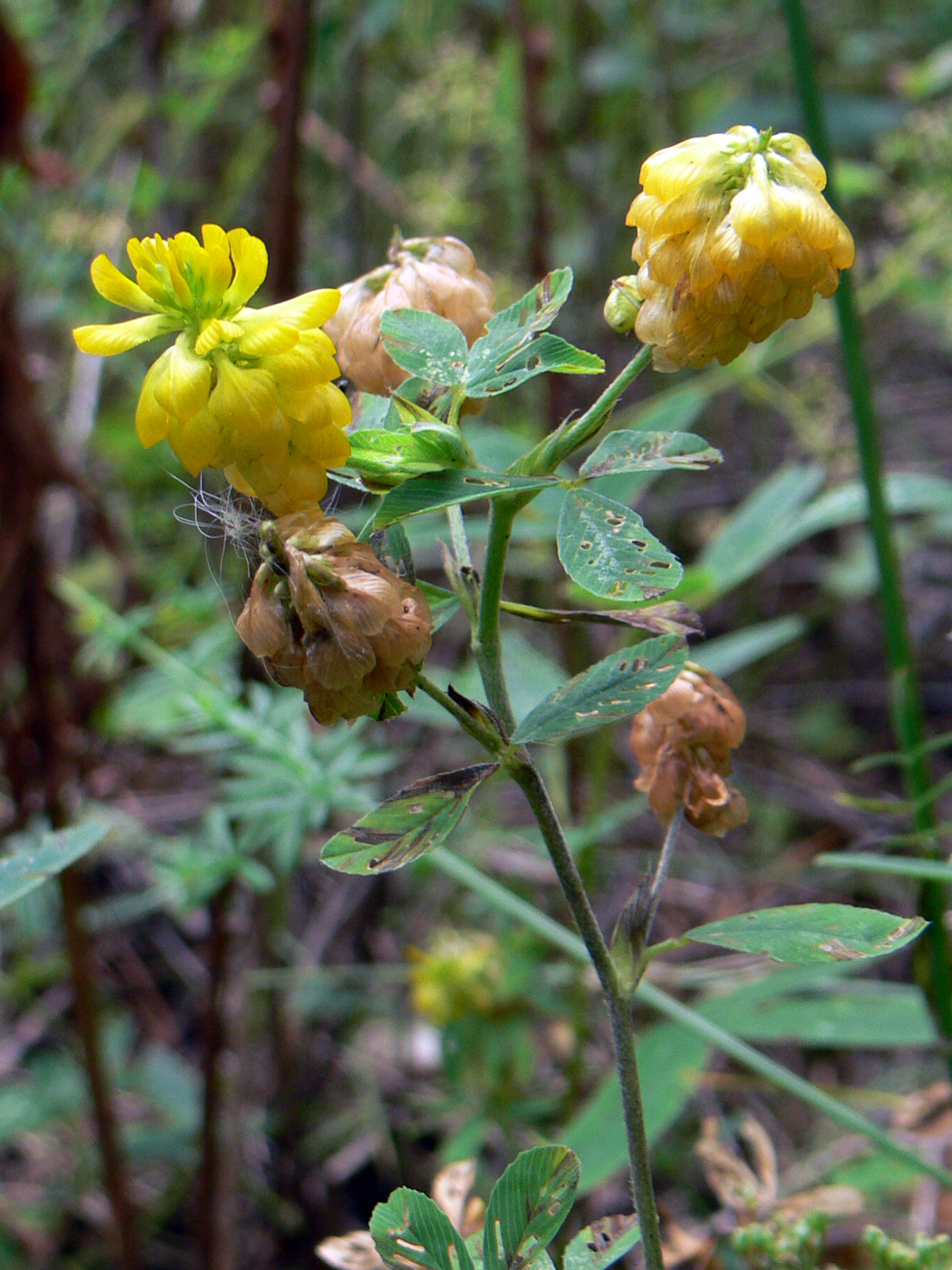 Image of Trifolium aureum specimen.