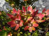 Leucadendron strobilinum