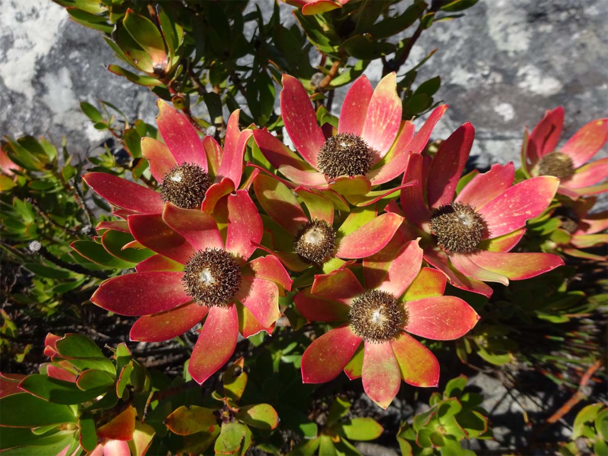 Image of Leucadendron strobilinum specimen.