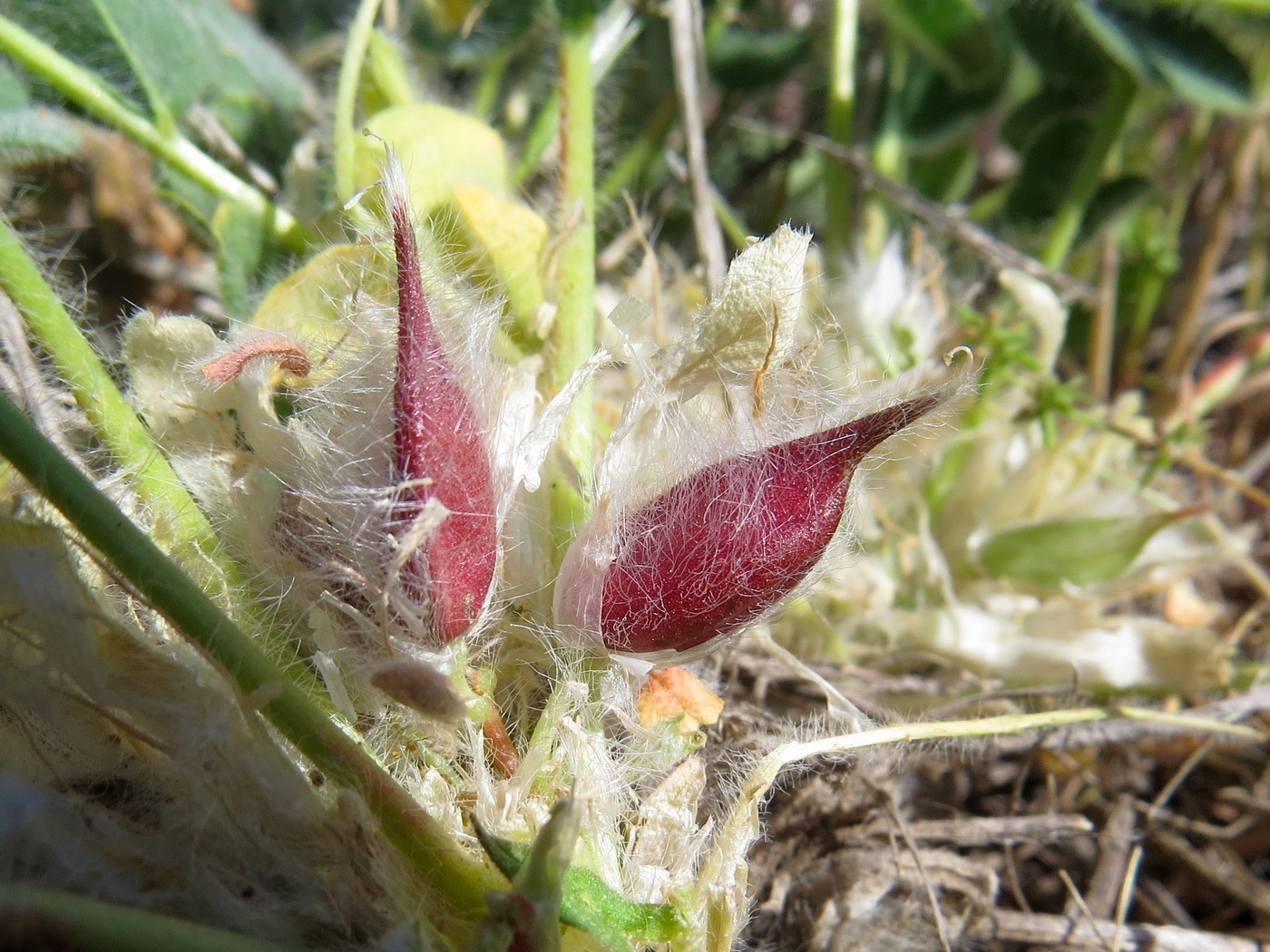 Изображение особи Astragalus sisyrodites.