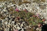 Trifolium polyphyllum