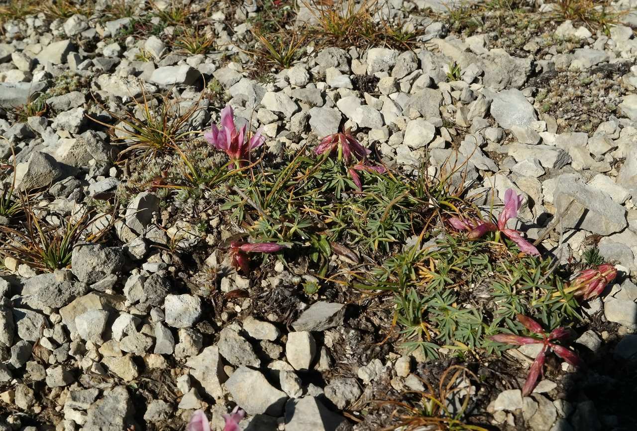 Изображение особи Trifolium polyphyllum.