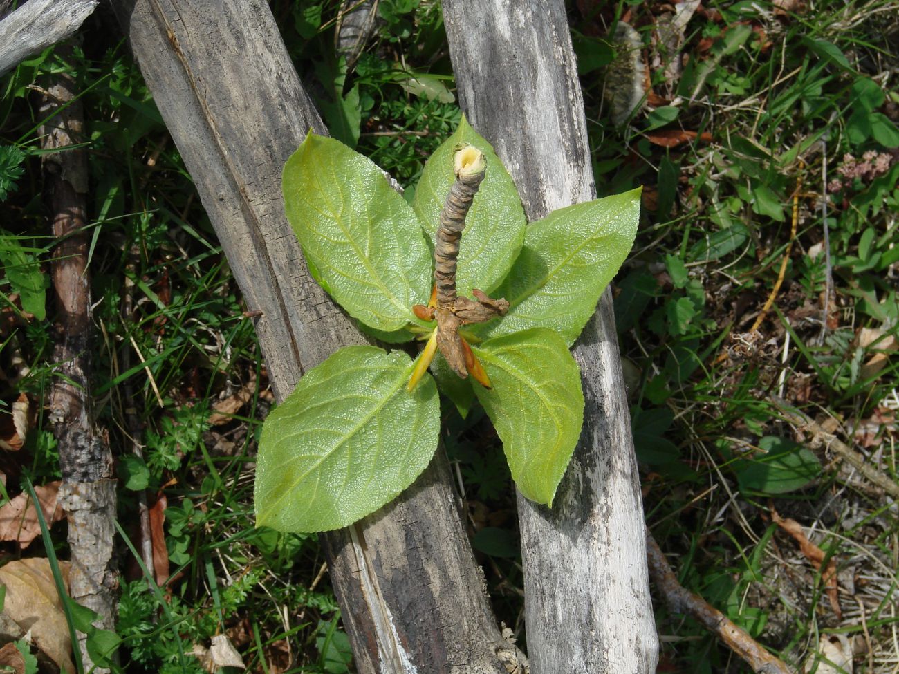 Image of Populus suaveolens specimen.