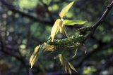 Juglans regia. Верхушка побега с развивающимися листьями и соцветиями. Краснодарский край, Туапсинский р-н, долина ручья Красный Водопад, в культуре. 24.04.2013.