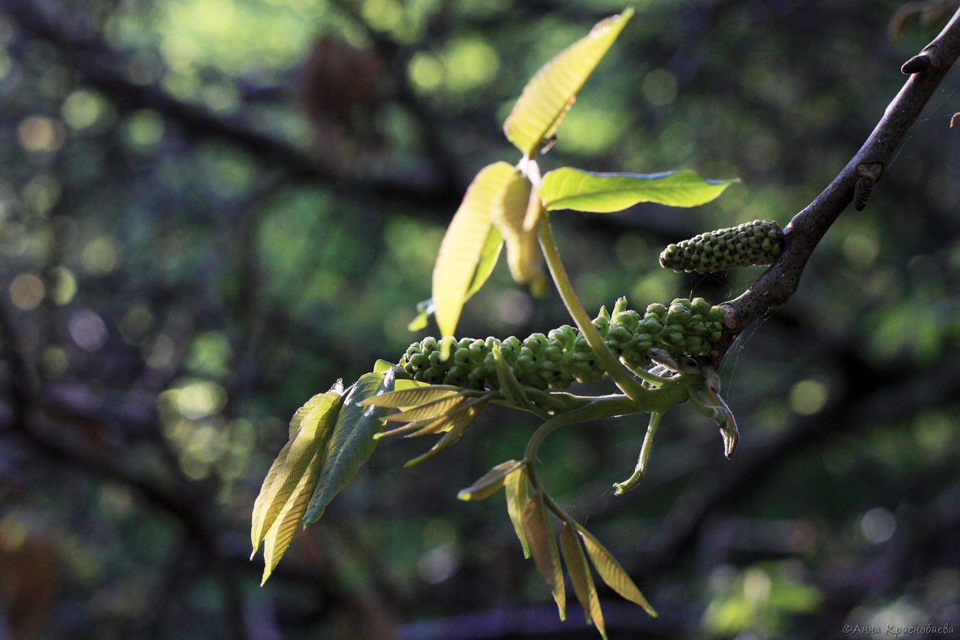 Image of Juglans regia specimen.