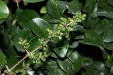 Ligustrum japonicum