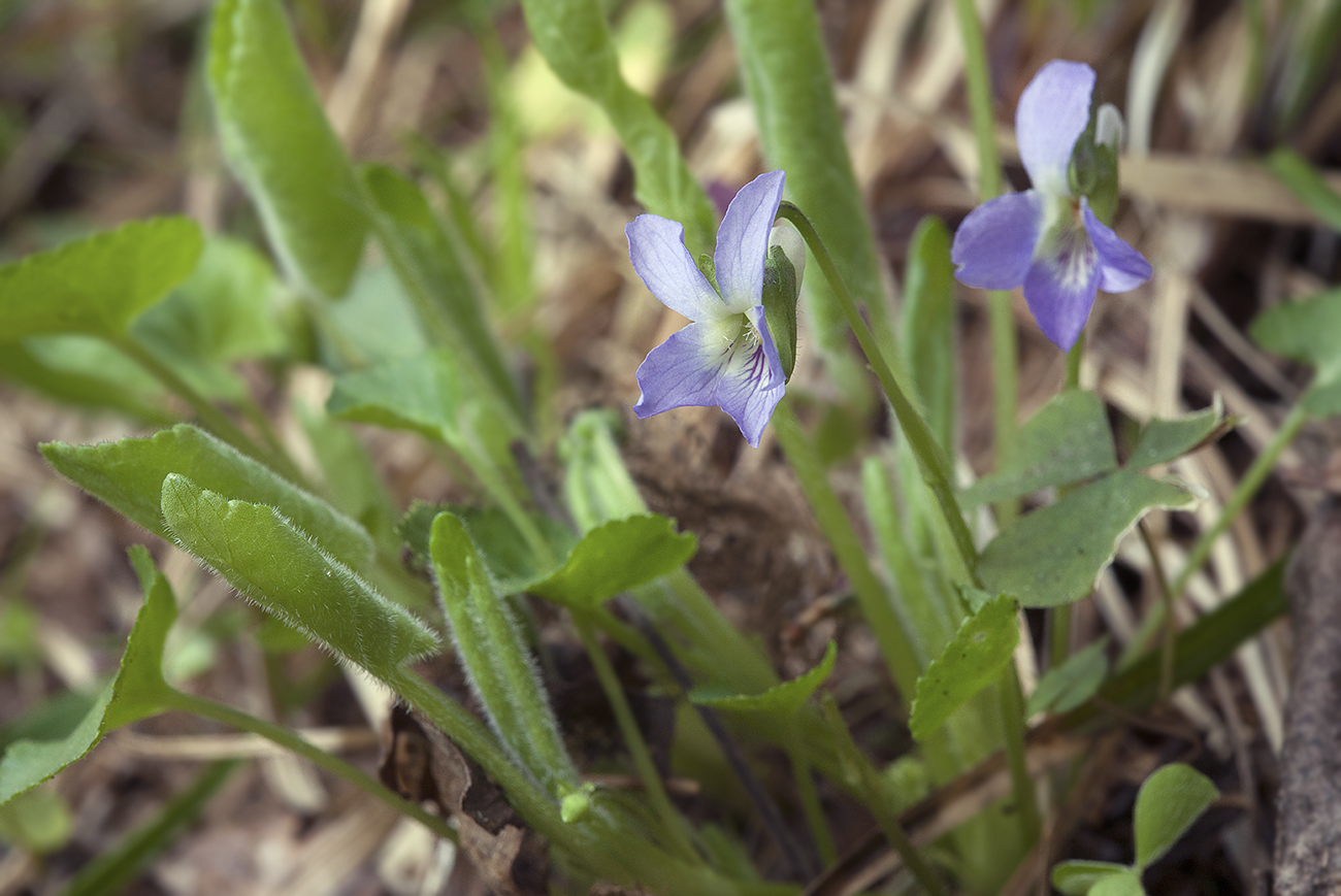 Image of Viola collina specimen.