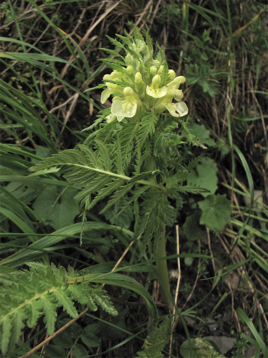 Image of Pedicularis hacquetii specimen.