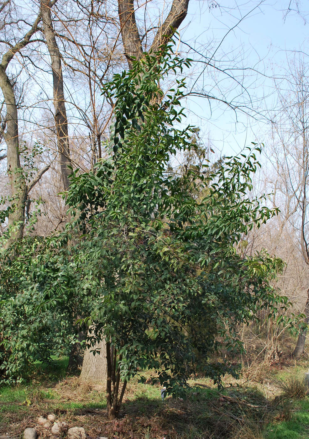 Image of genus Ligustrum specimen.