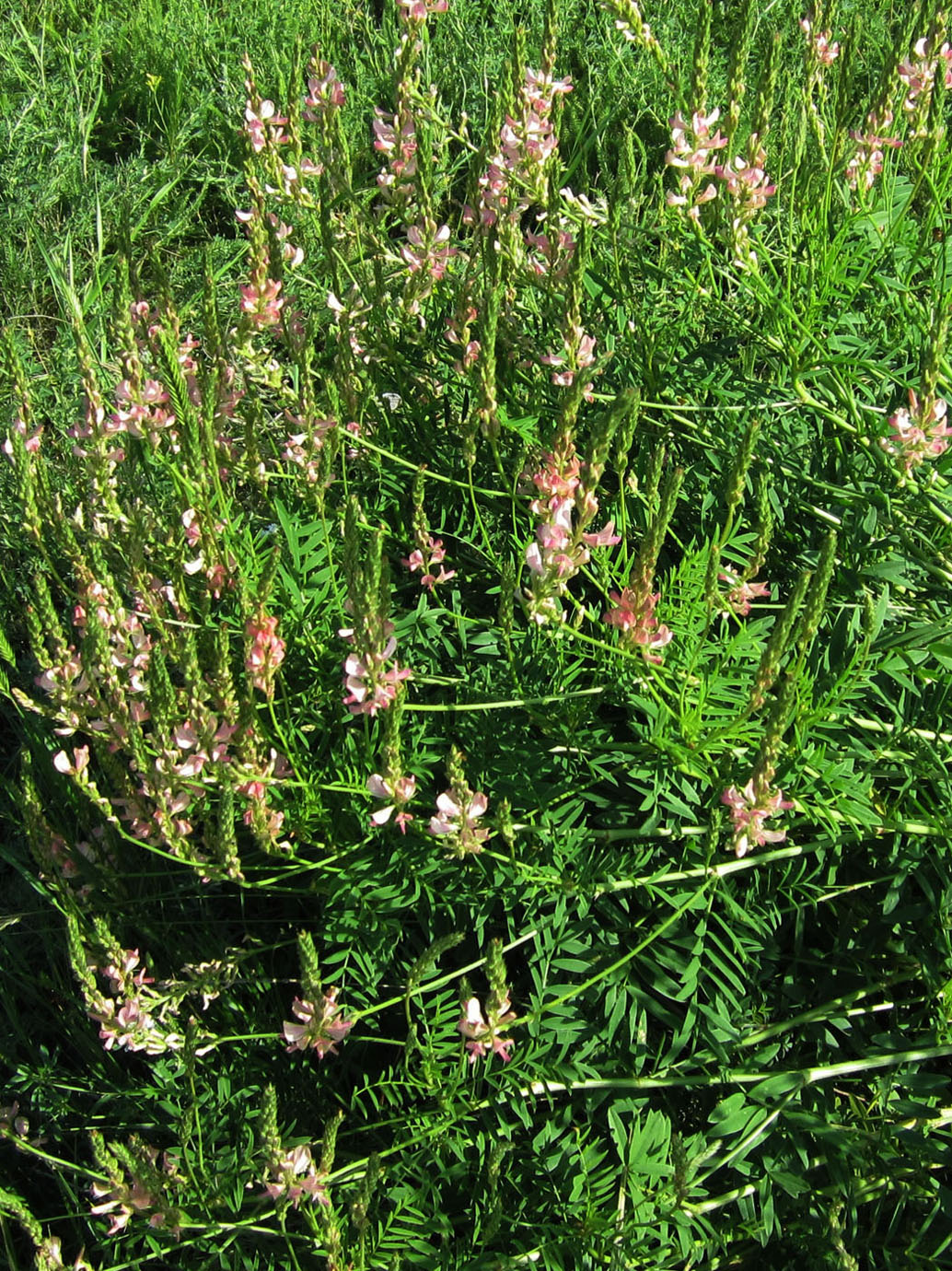 Image of Onobrychis viciifolia specimen.