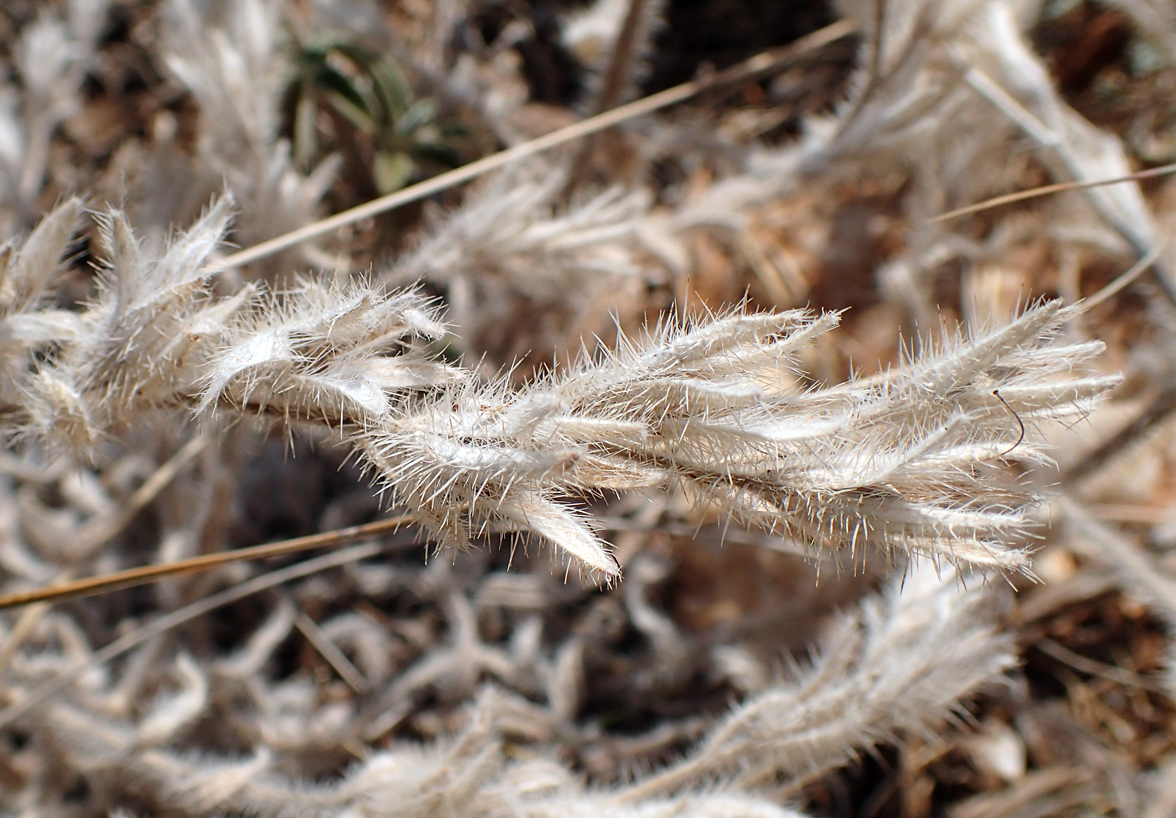 Image of Echium plantagineum specimen.