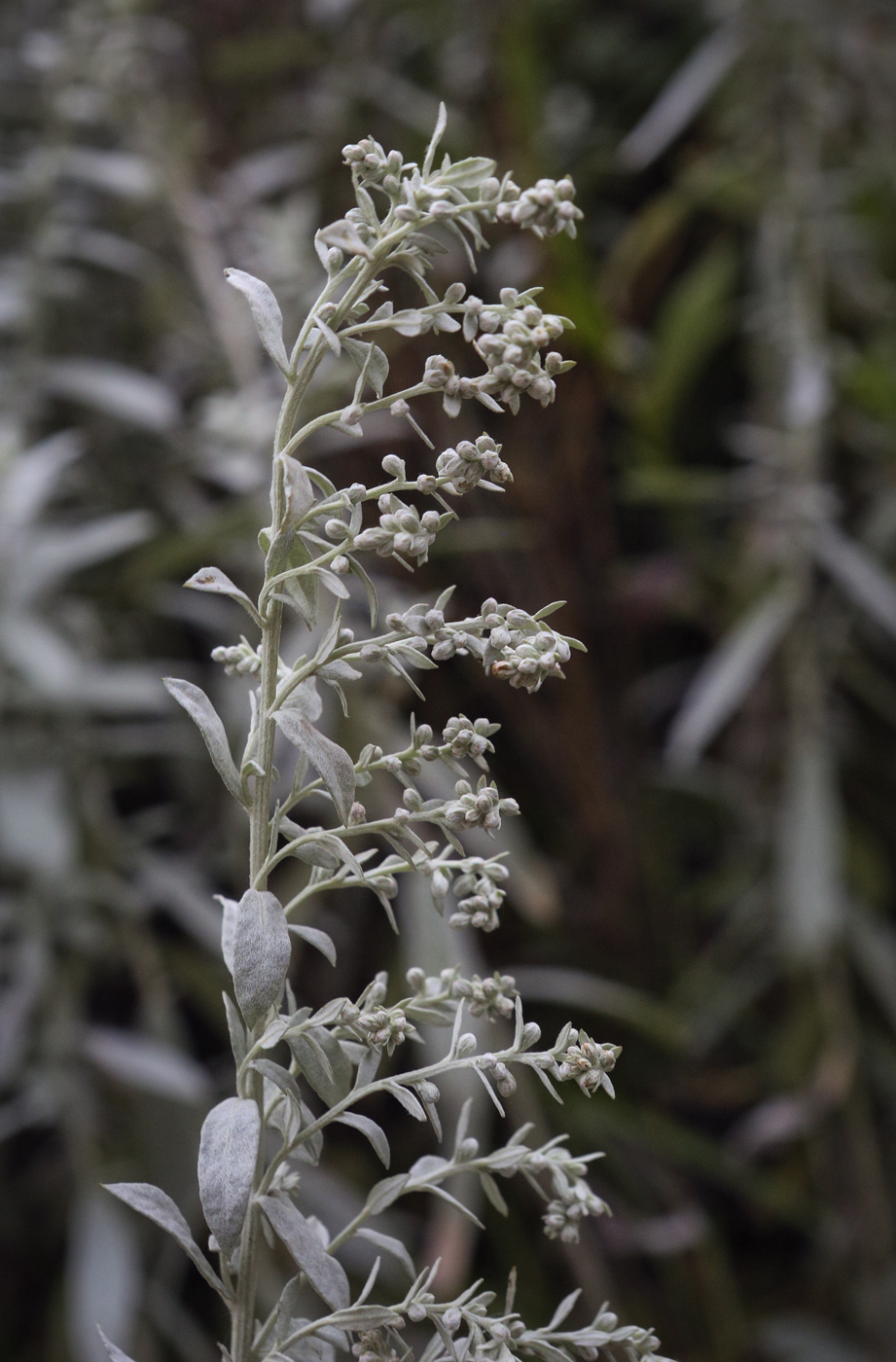 Изображение особи Artemisia ludoviciana.